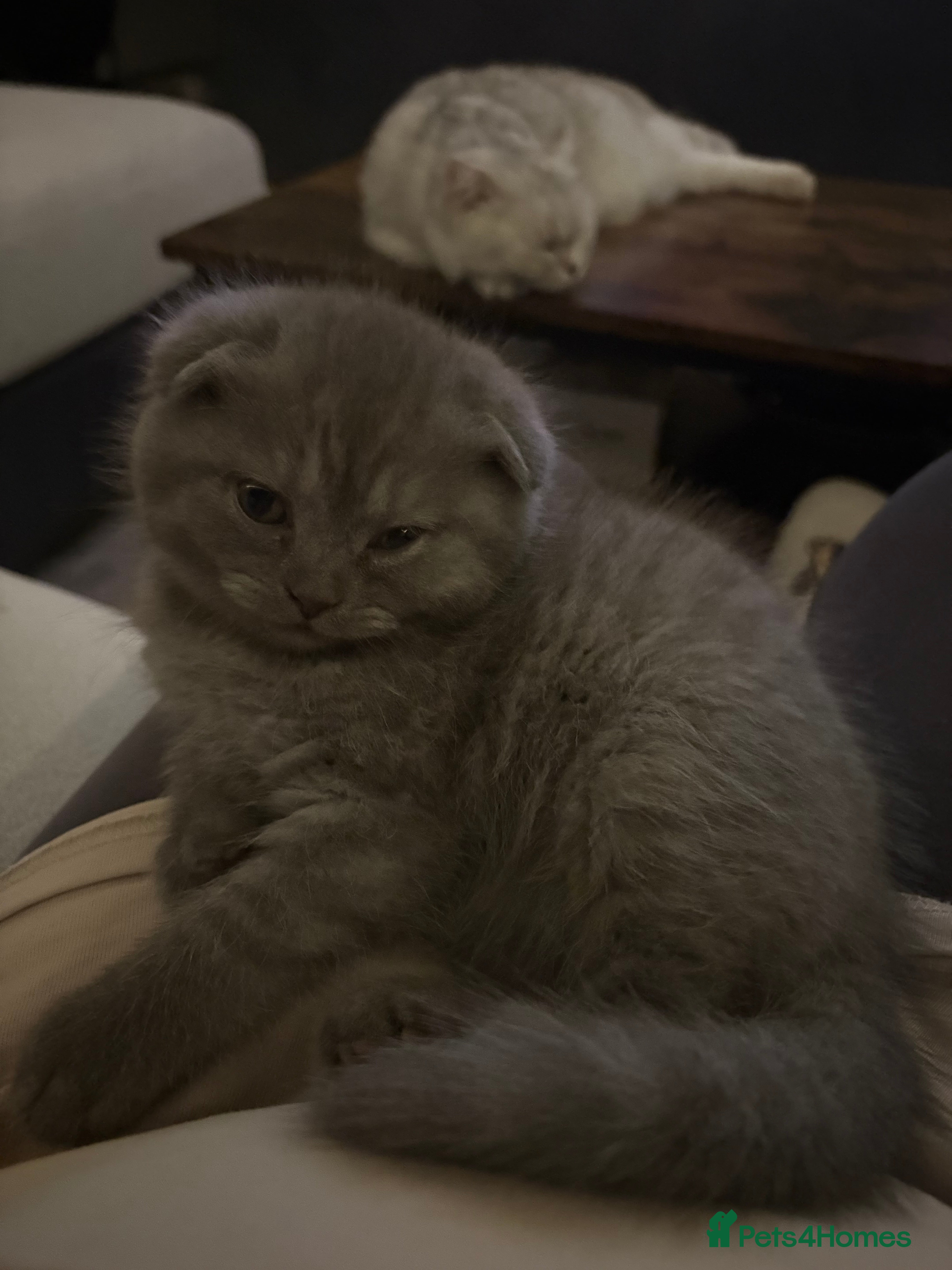 Scottish Fold cats LAST 1 Scottish fold&straight kittens - Advert 15