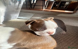 Boston Terrier dogs for sale: Boston Terrier Pups  - Image 6
