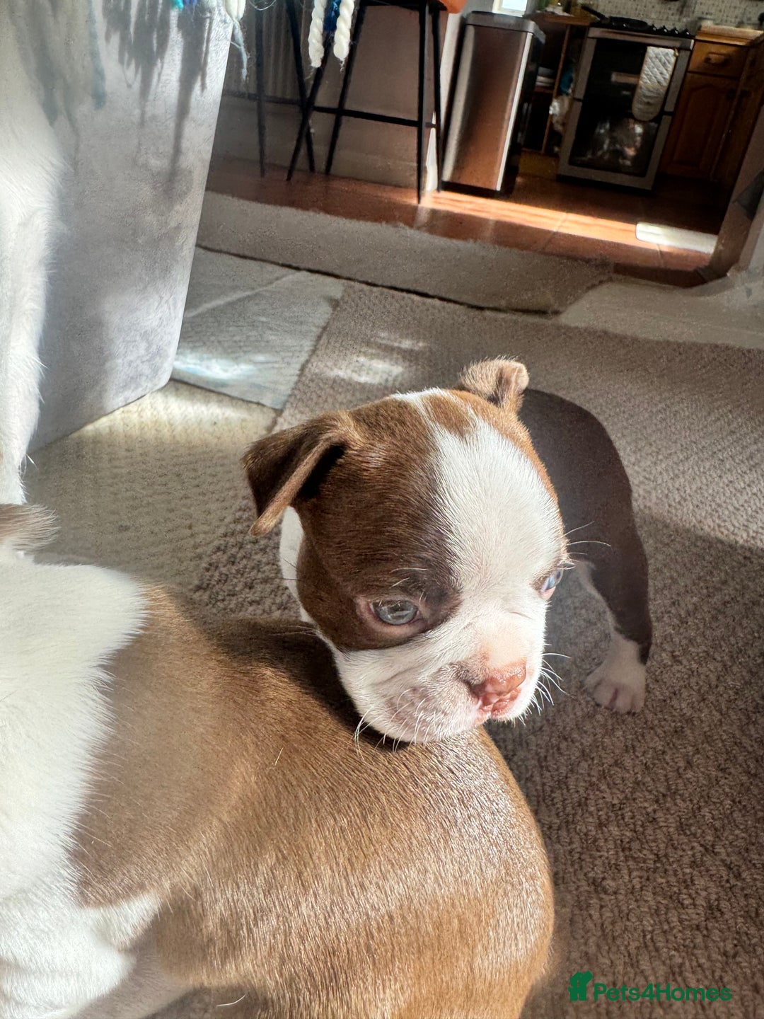 Boston Terrier dogs for sale: Boston Terrier Pups  - Image 6