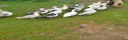 Ducks poultry for sale: Muscovy Ducklings in Daventry - Advert 1