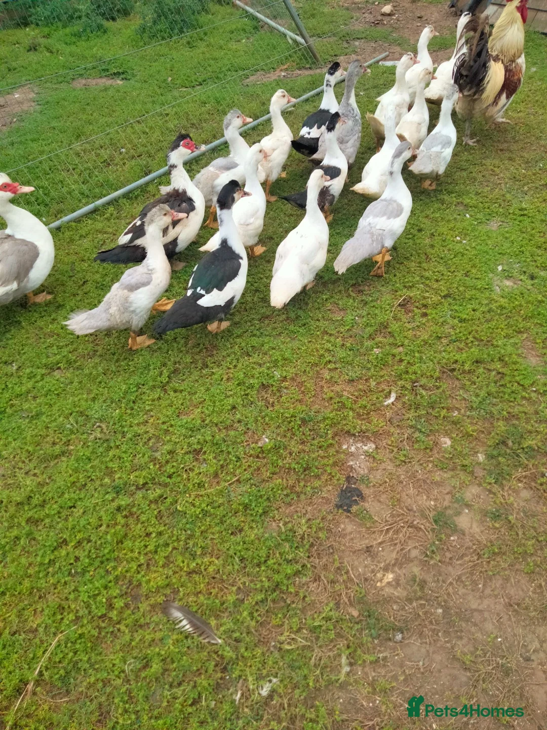 Ducks poultry for sale: Muscovy Ducklings in Daventry - Advert 1