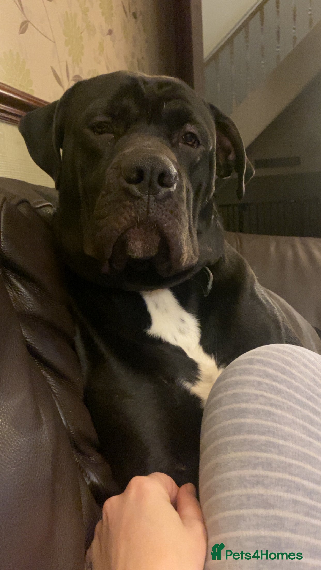 Mixed Breed dogs 11 month old presa canario cross - Advert 1