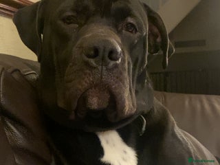 Mixed Breed dogs 11 month old presa canario cross - Advert 2