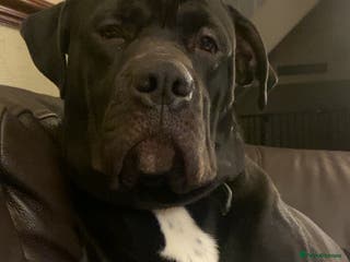 Mixed Breed dogs 11 month old presa canario cross - Advert 19