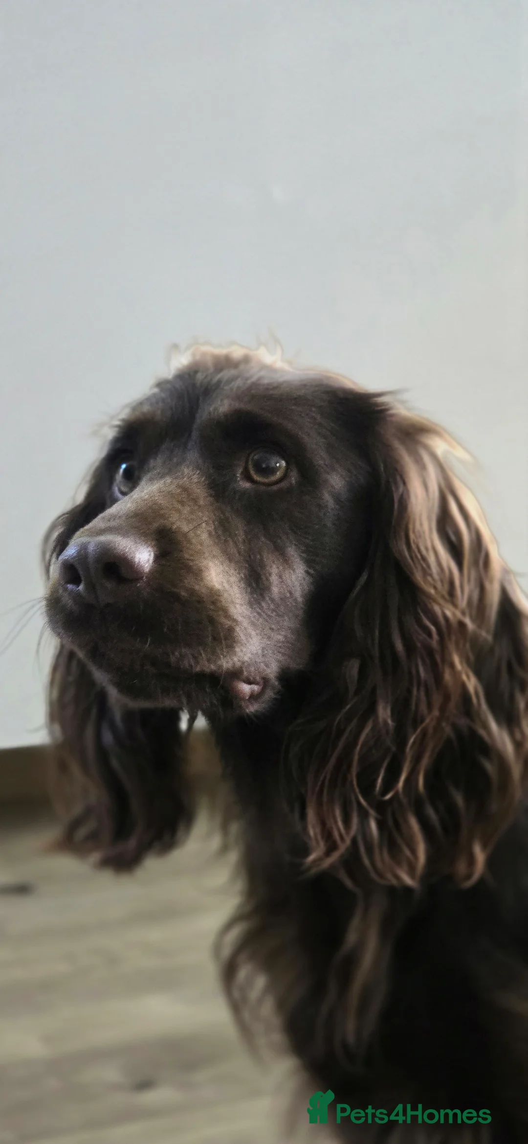 Sprocker dogs for stud: Sprocker Stud Frank  - Advert 2