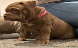 American Bully dogs for sale: Pocket bullies  ready to leave!! (Reduced) - Image 9