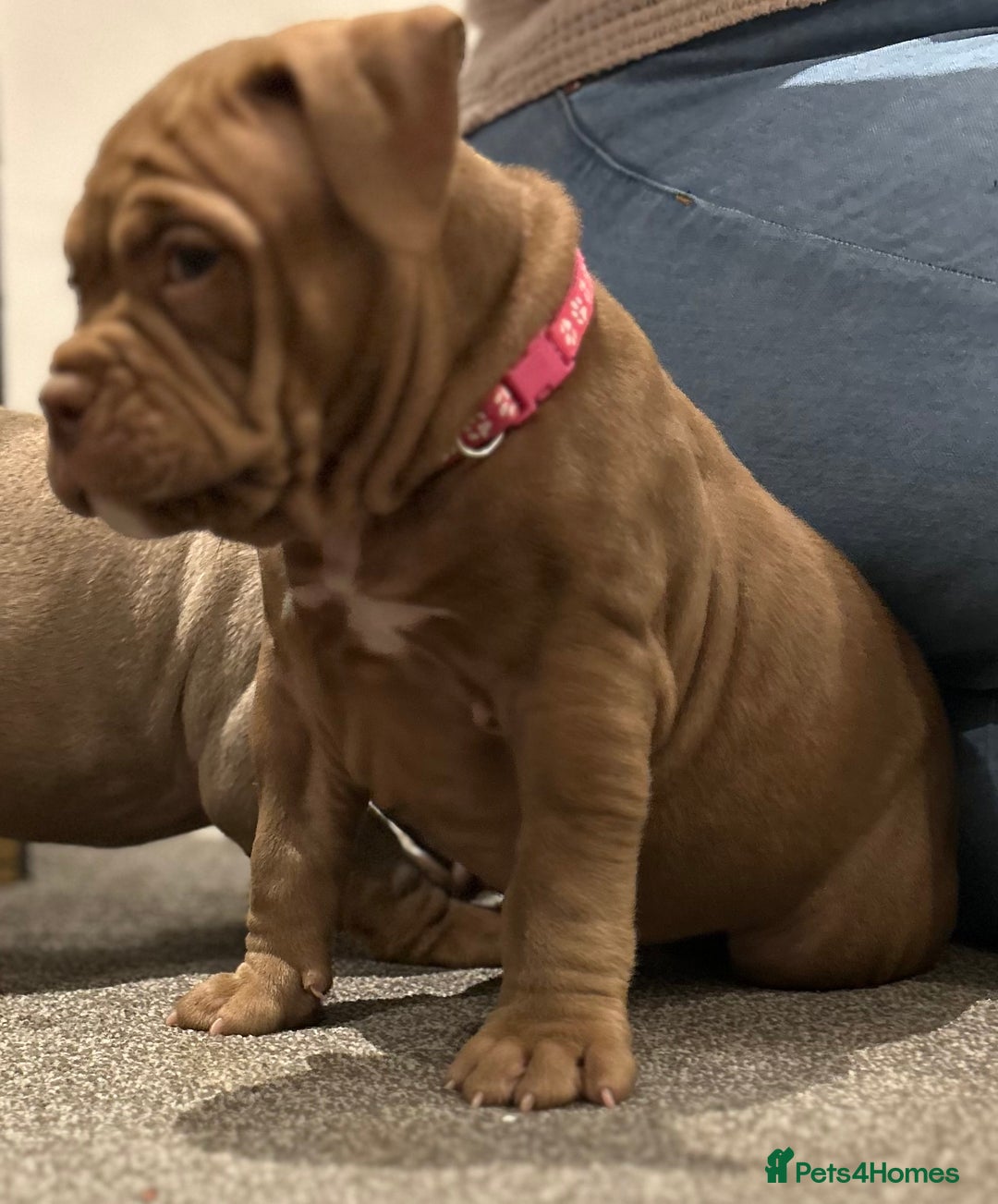 American Bully dogs for sale: Pocket bullies  ready to leave!! (Reduced) - Image 9