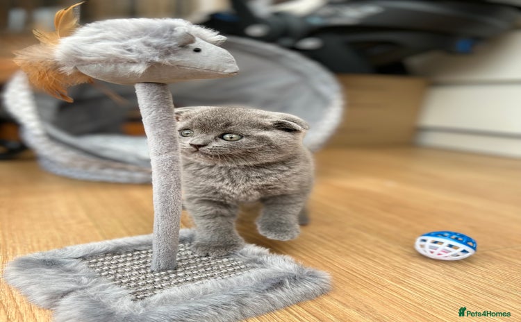 Scottish Fold cats - Advert 4