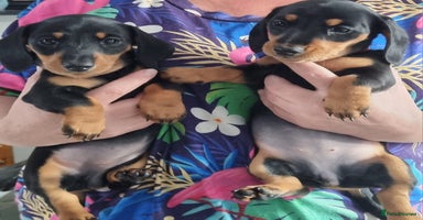 Miniature Dachshund dogs - Advert 1