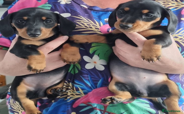 Miniature Dachshund dogs for sale - Advert 1