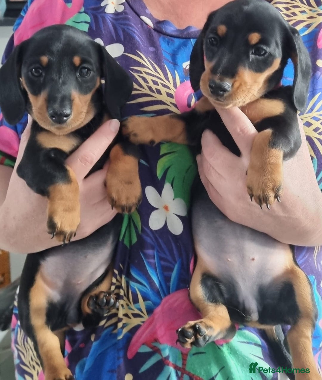 Miniature Dachshund dogs for sale: READY NOW! Minature dashshunds 1 boy 2 girls  - Image 4