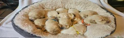 Golden Retriever dogs for sale: KC Registered Show Line Golden Retriever Puppies - Advert 10
