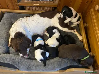 Sprocker dogs Superb litter of Sprocker Spaniels - Advert 1