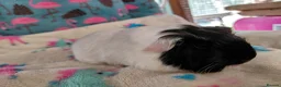 Guinea Pig rodents for sale: Pair Of Baby Sheltie Brothers To Reserve  - Advert 6