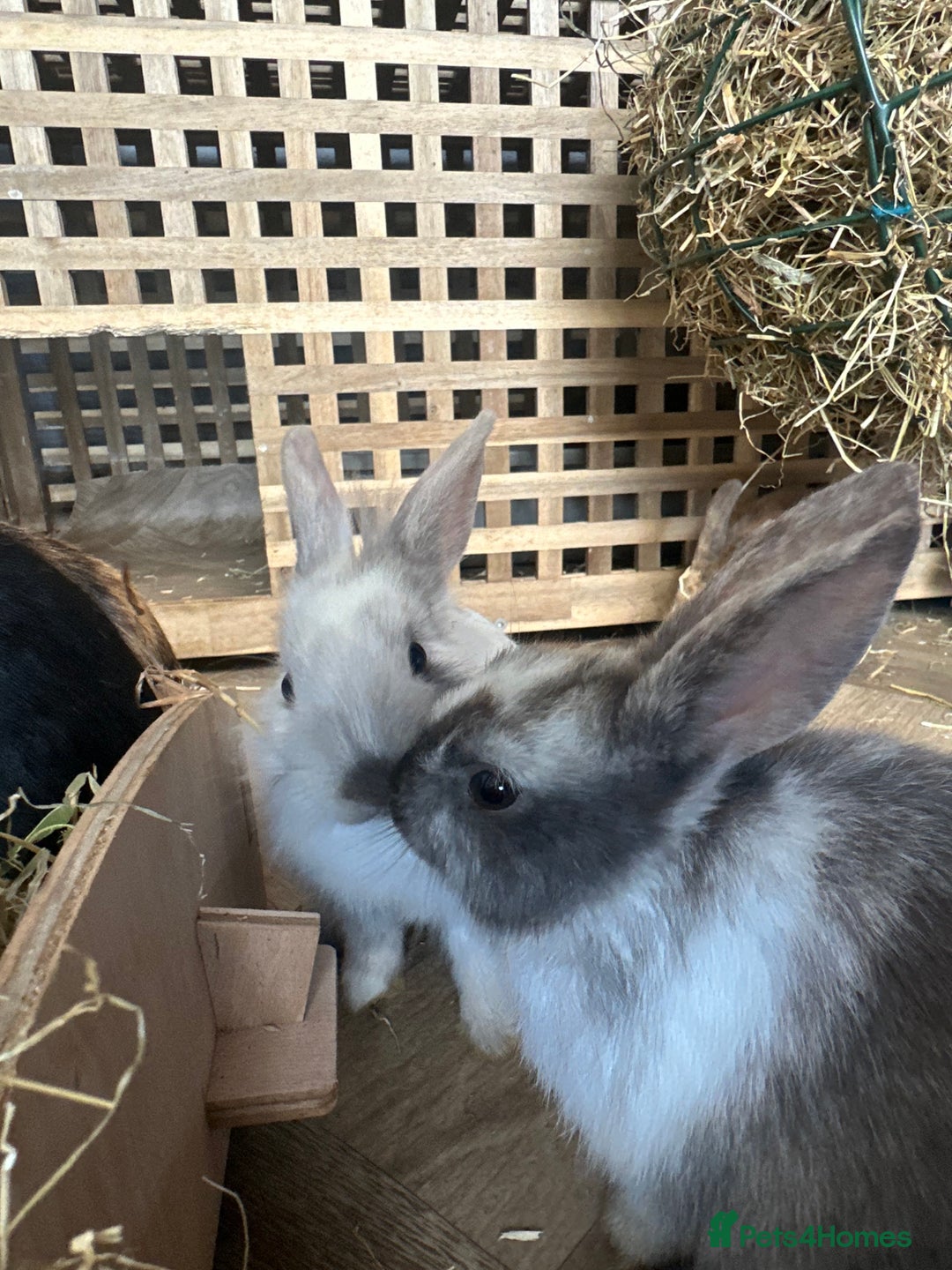 Mixed Breed rabbits for sale: Baby Rabbits  - Image 12