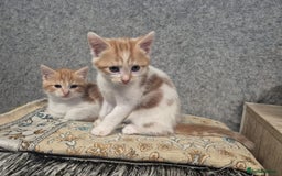 Mixed Breed cats for sale: Friendly kitten - Image 8