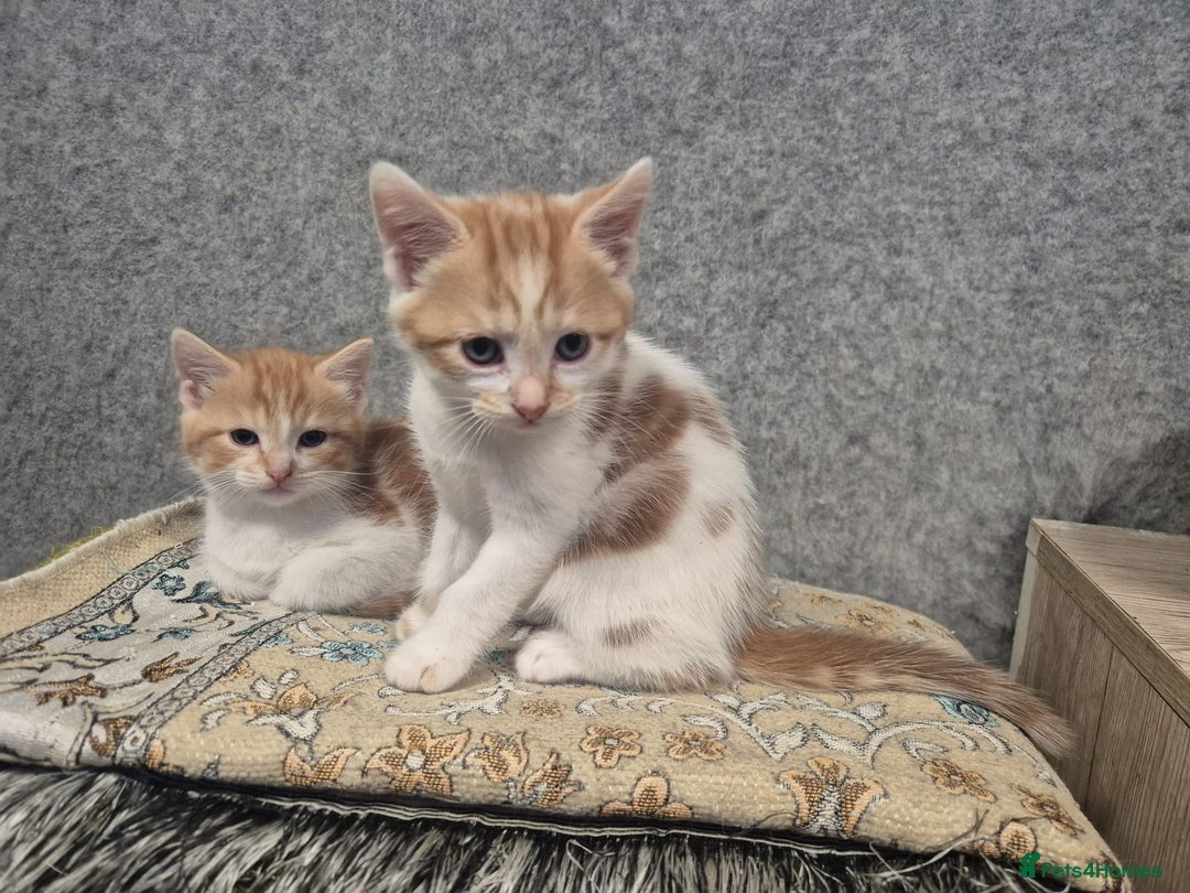 Mixed Breed cats for sale: Friendly kitten - Image 8