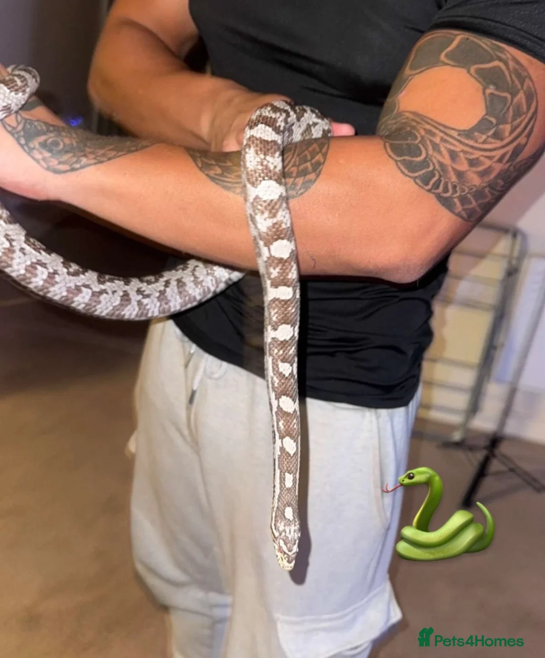 Corn Snake reptiles for sale: Corn snake  - Advert 1