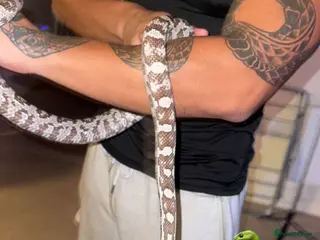 Corn Snake reptiles Corn snake - Advert 5