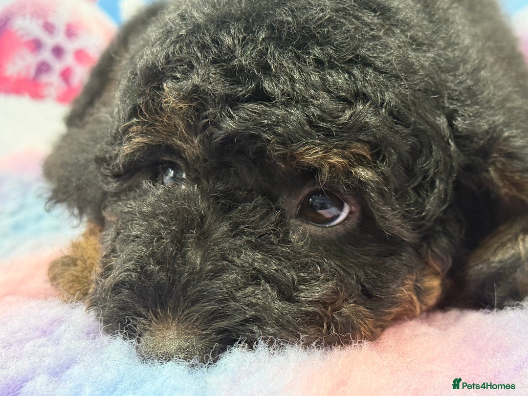 Bernedoodle dogs for sale: Ready to go Miniature Health Tested Bernedoodles  - Advert 10