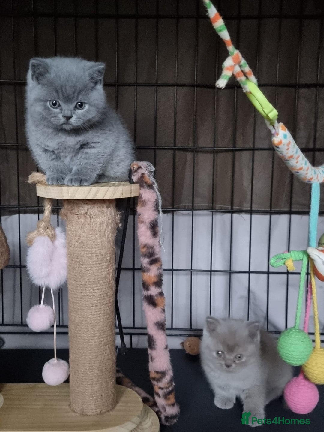 British Shorthair cats for sale: Lilac Blue Female British Shorthair GCCF Pedigree - Advert 20
