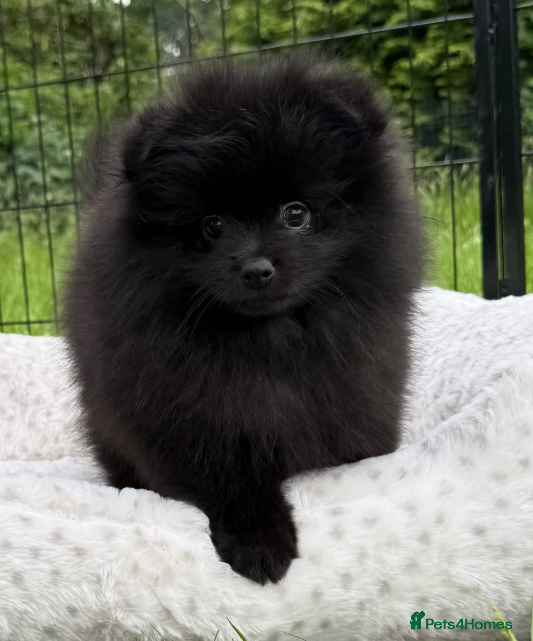Pomeranian dogs for sale:  Rare colour Russian line Teddy Bear Pom Puppies ✨ - Advert 19