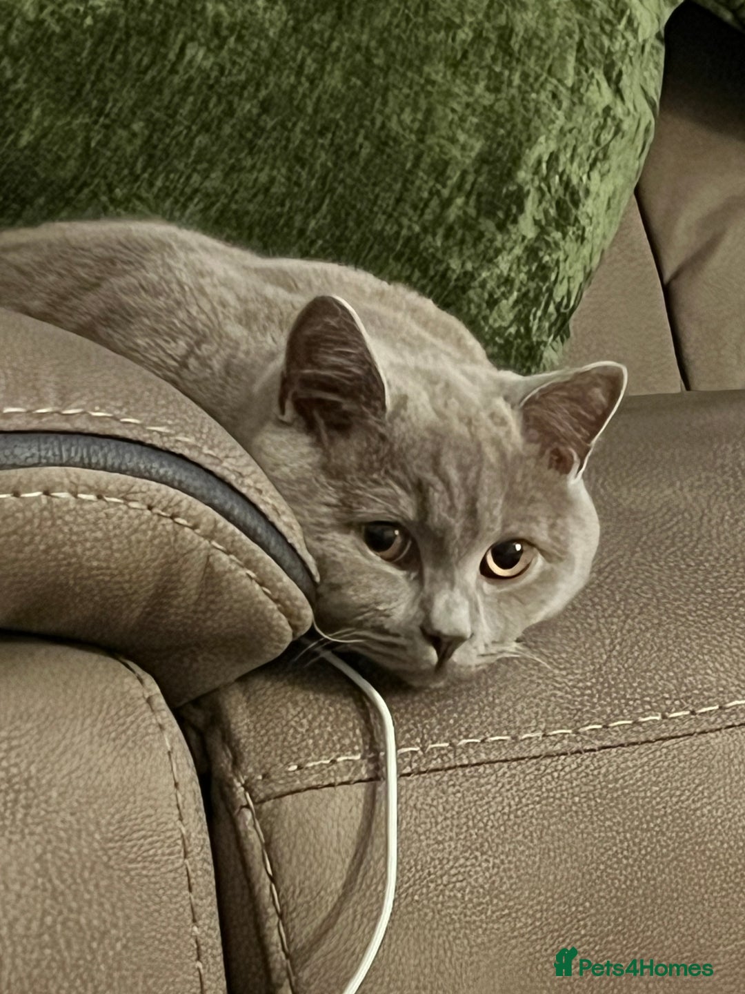 British Shorthair cats for sale: British Shorthair for Sale - Advert 5