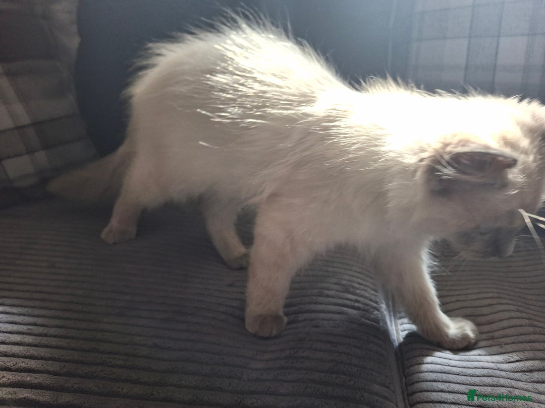 Ragdoll cats for sale: Ragdoll kittens - Image 4