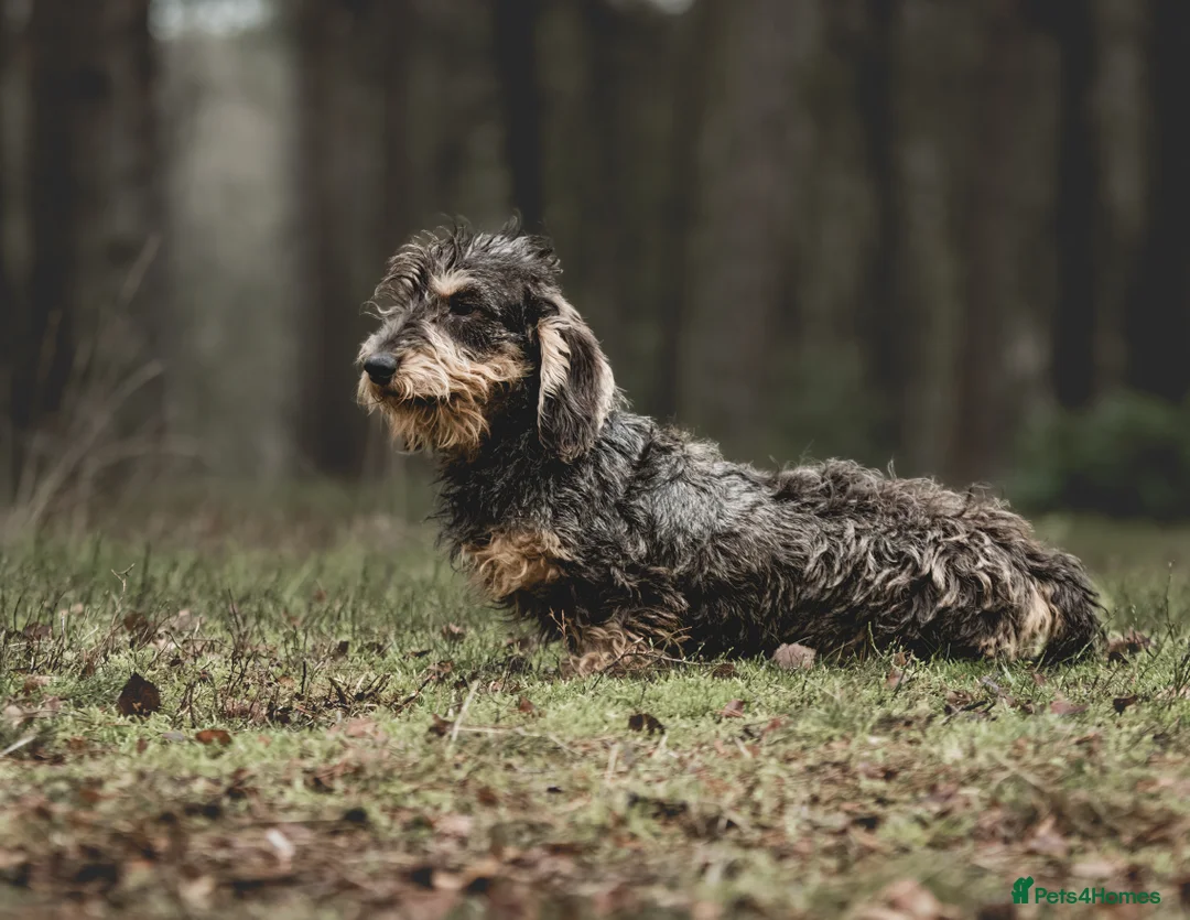 Dachshund dogs for stud: Standard Wirehaired Teckel KC Reg in Pickering - Advert 4