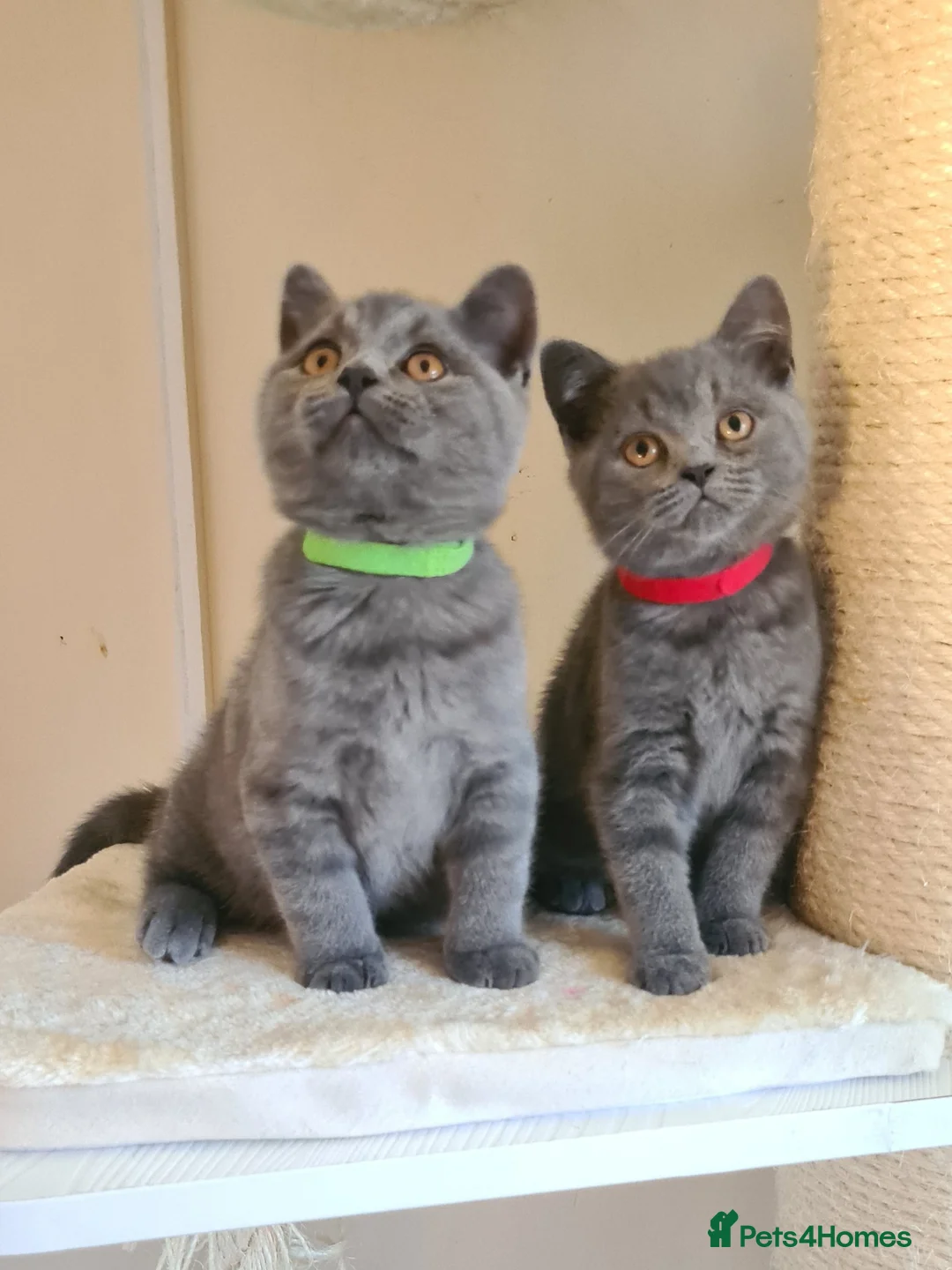 British Shorthair cats for sale: British shorthair blue kittens  - Advert 11