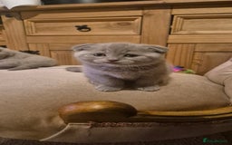 Scottish Fold cats for sale: Last 2 Scottish straight kittens  - Image 28