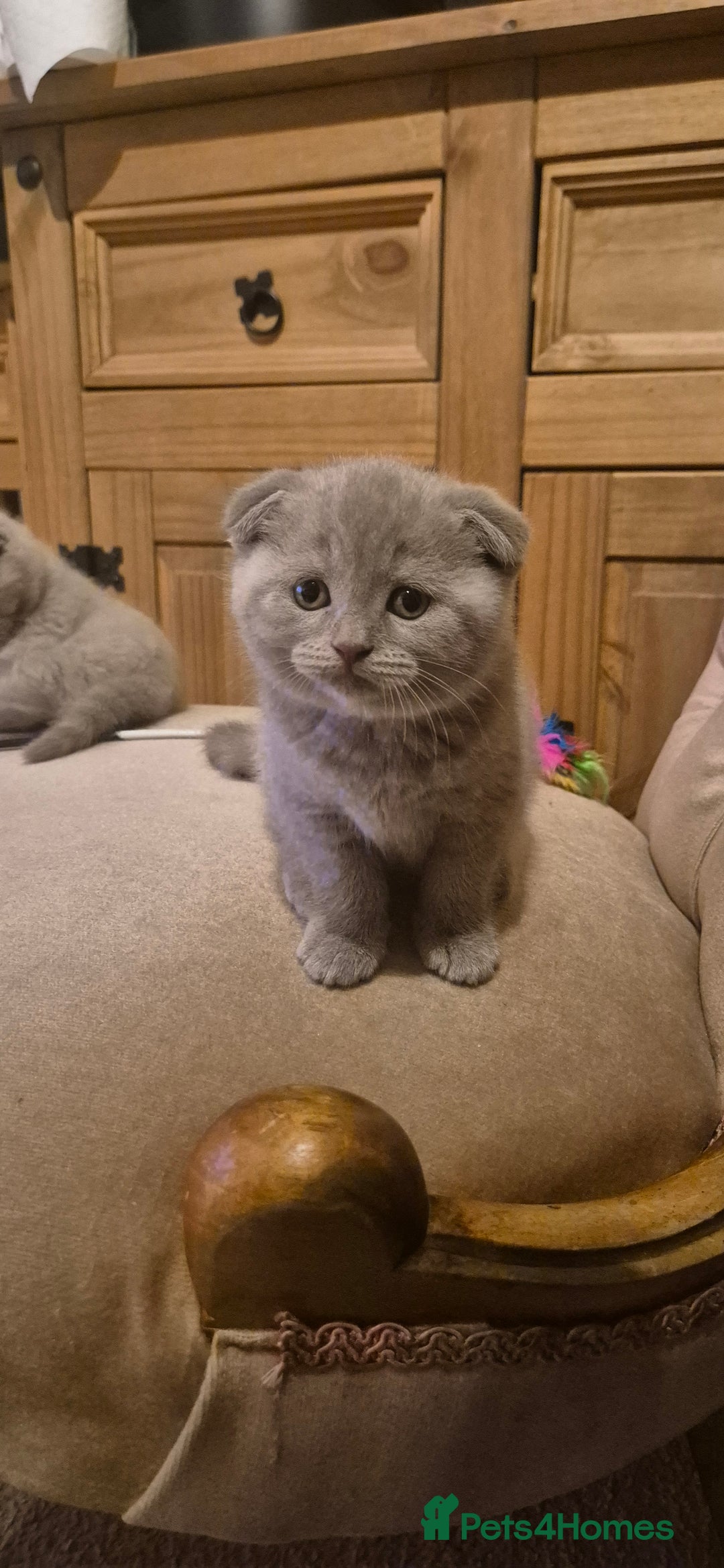 Scottish Fold cats for sale: Last 2 Scottish straight kittens  - Image 28