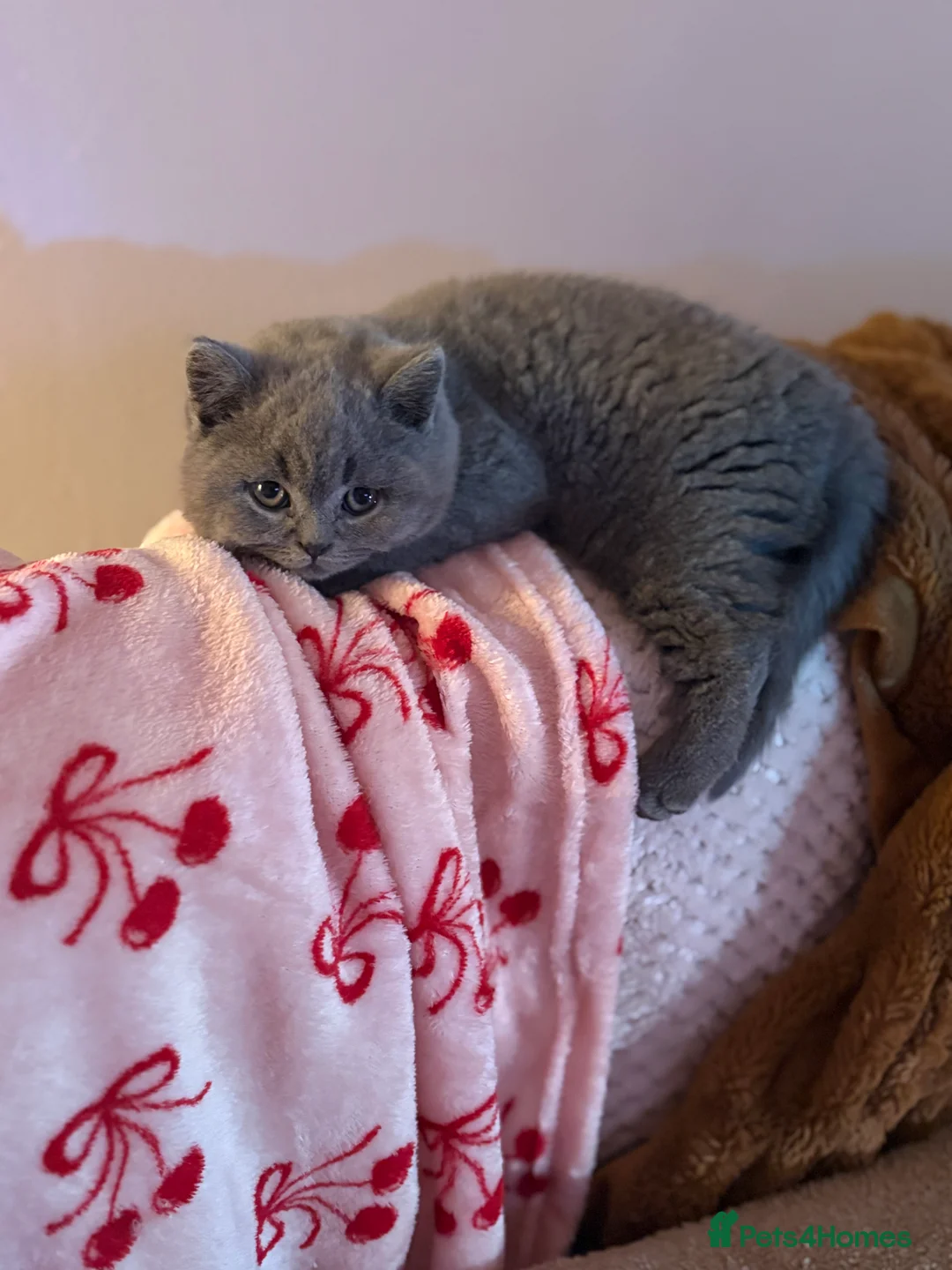 British Shorthair cats for sale: Pru and piper babies  - Advert 2