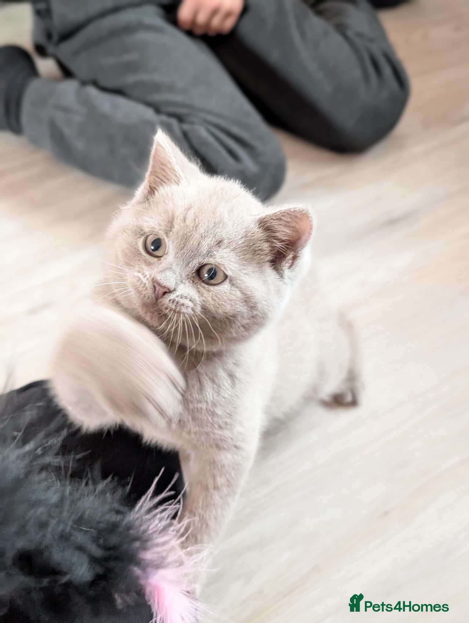 British Shorthair cats 3 LEFT british short hair ready to go  - Advert 11