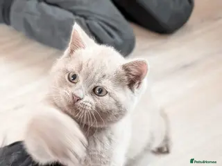 British Shorthair cats 3 LEFT british short hair ready to go - Advert 11