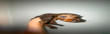 Miniature Dachshund 4