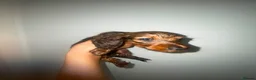 Miniature Dachshund dogs for sale: Stunning full fluffy miniature dachshunds - Advert 9