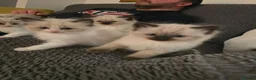 Ragdoll cats for sale: Sky kittens 😸 ♥️  - Advert 5