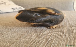 Guinea Pig rodents for sale: Two female guinea pigs - Image 5