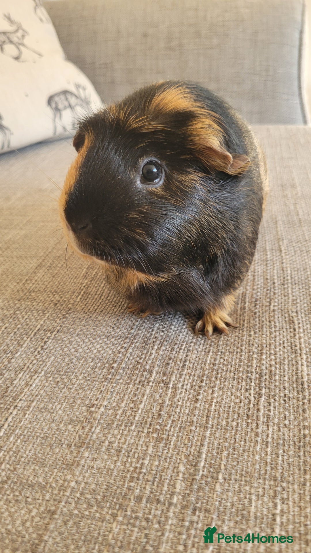 Guinea Pig rodents for sale: Two female guinea pigs - Image 5