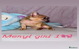 French Bulldog dogs for sale: Stunning French bulldogs 😍 - Image 4