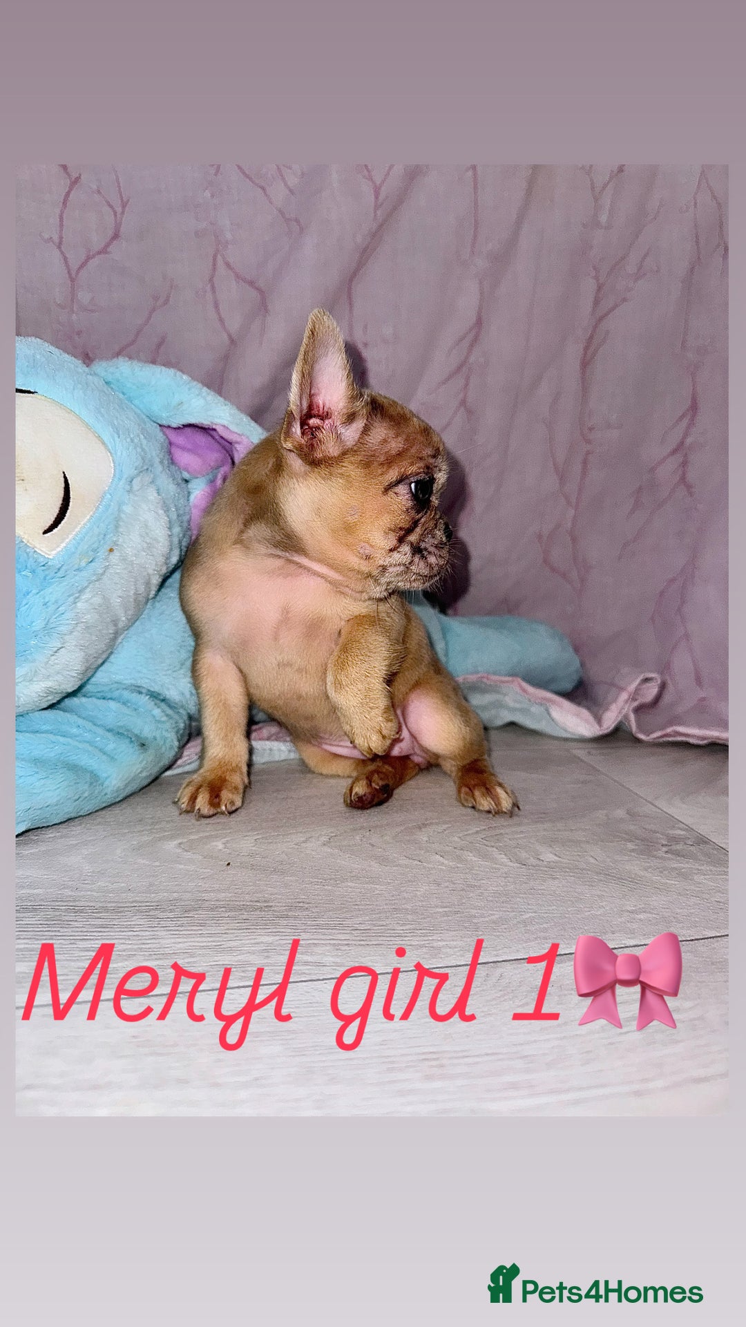 French Bulldog dogs for sale: Stunning French bulldogs 😍 - Image 4