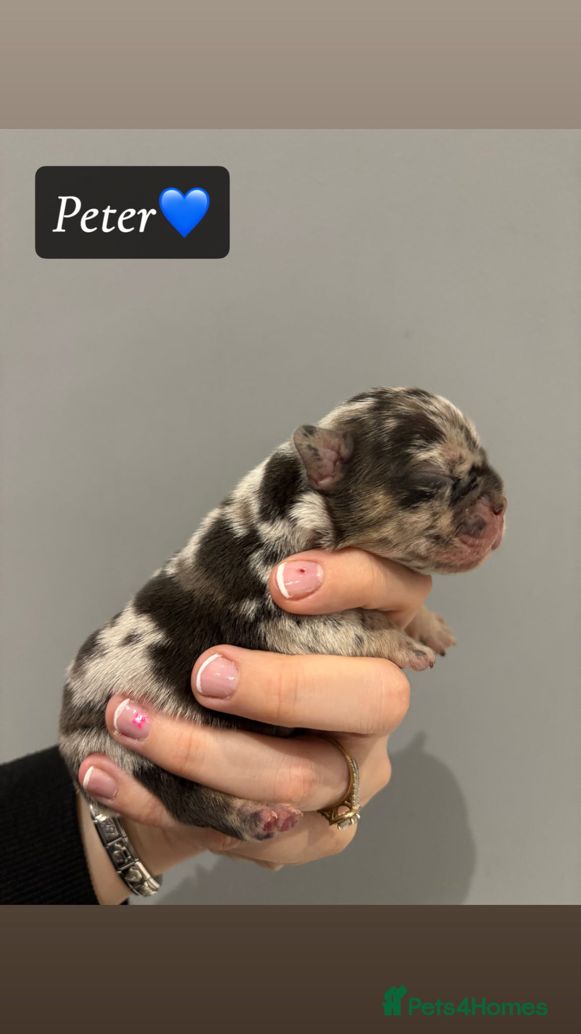 French Bulldog dogs Fluffy French bull dog puppys - Advert 1