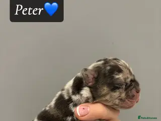 French Bulldog dogs Fluffy French bull dog puppys - Advert 1