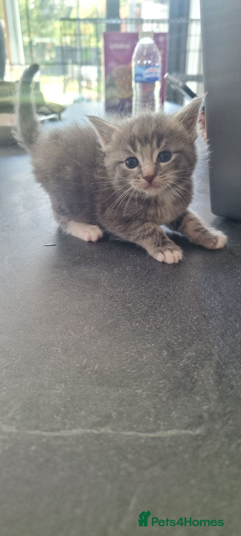 Maine Coon cats Mainecoon kittens blue/slivers greys  - Advert 11
