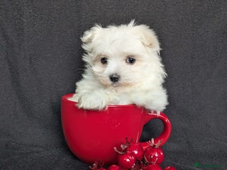 Maltese dogs Pretty Maltese - Advert 3