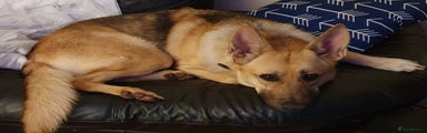 German Shepherd 