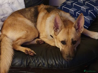 German Shepherd dogs German shepherd adult girl - Advert 18