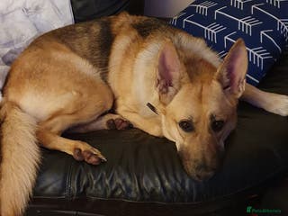 German Shepherd dogs German shepherd adult girl - Advert 3