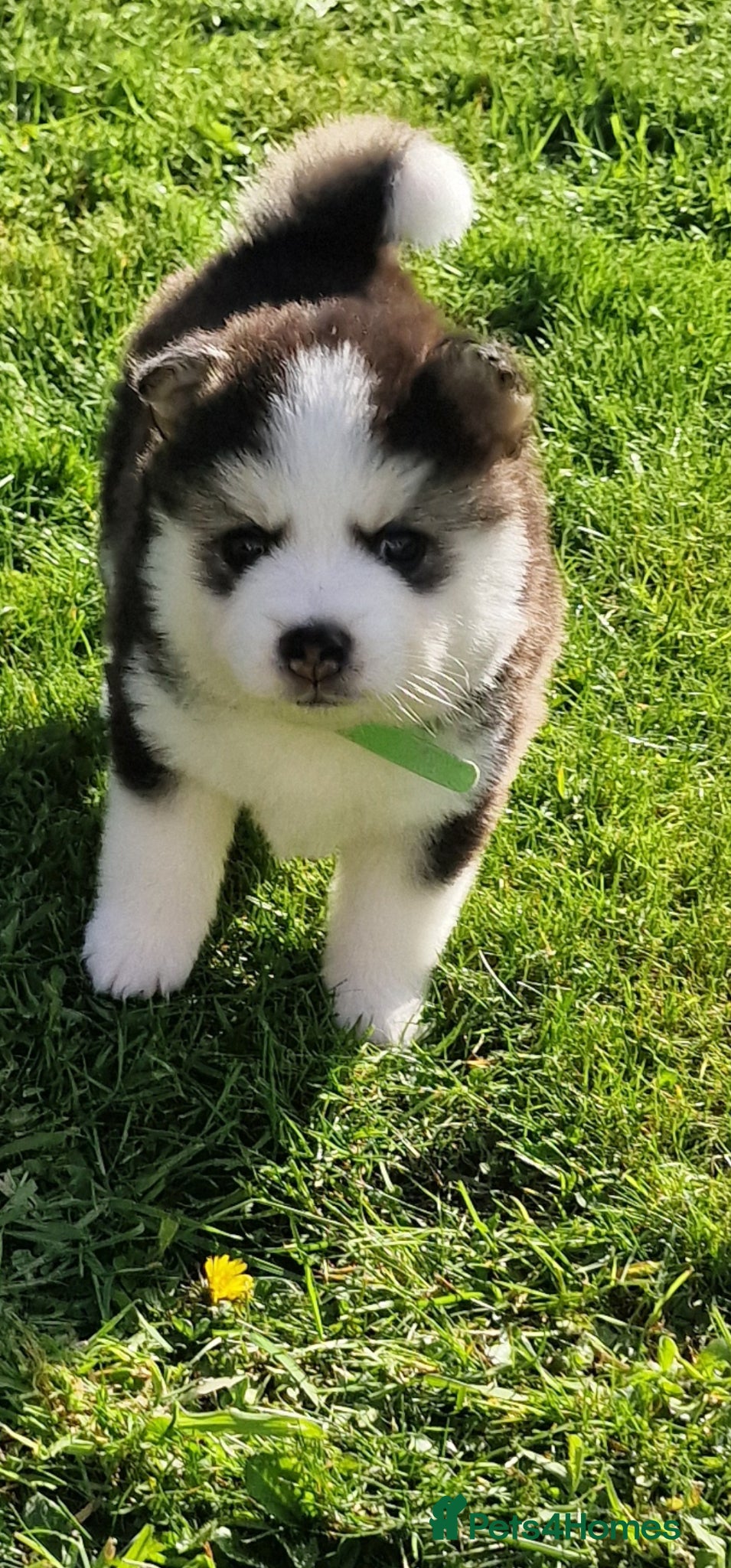 Pomsky dogs Stunning F3 pomsky puppys  - Advert 5